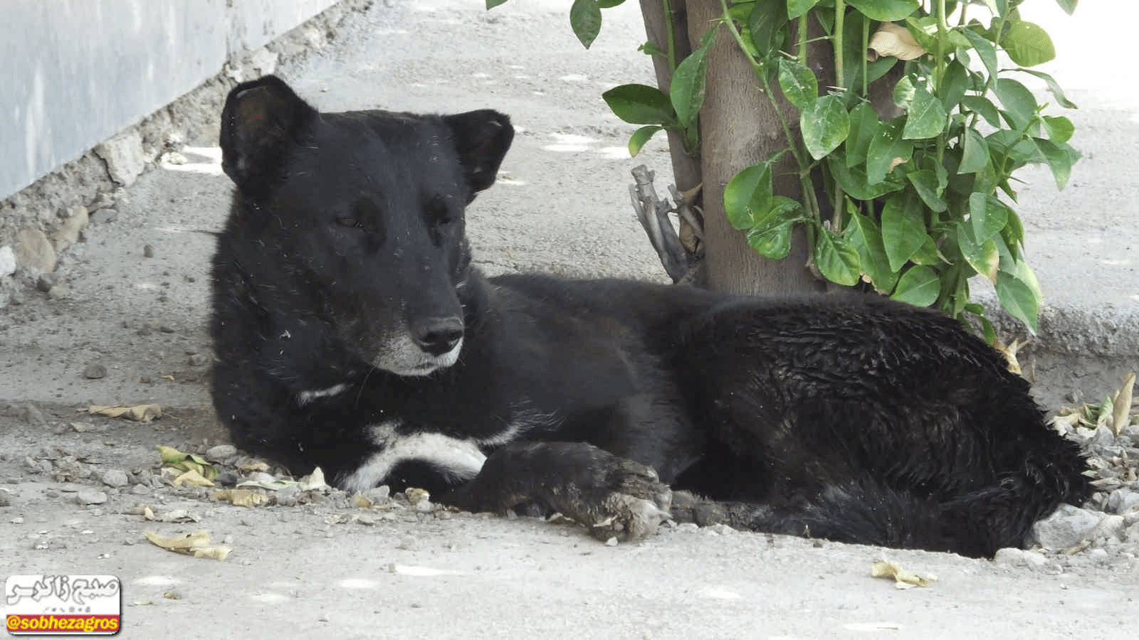 سگ های ولگرد گچساران